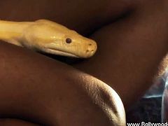 Look at this hot Indian babe,She is busty and got amazing body, She performs a hot dance while holding a snake on her body, Sure she spent a lot of time to be that good. Enjoy!