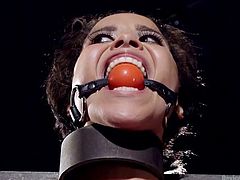 Mia seems so excited when her pussy's stimulated with the help of vibrator. The brunette slut gets to suck a dildo. Her naughty wet cunt looks very appetizing, as the flexible lady has been bonded and put in chains with legs widely spread. See her wearing a neck collar and a ball gag.