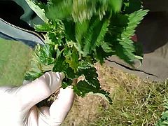 nettles 2015 - part
