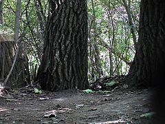 Hidden Cam In Forest Girl Pee Part 6