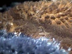 Fur
