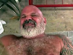 Young guy fucks hairy daddy bear